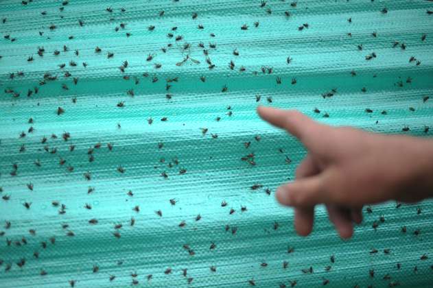 Investigan si proliferación de moscas en Doña Juana es por fincas que funcionan como porquerizas