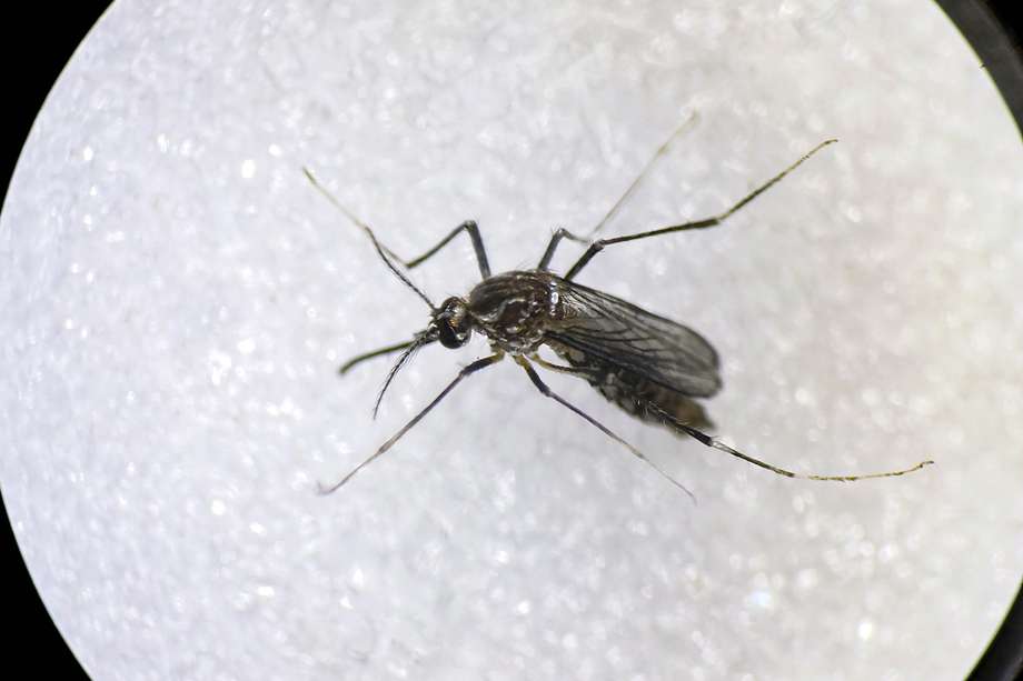 Imagen del mosquito "Aedes Aegypti", que transmite el virus del chikungunya.