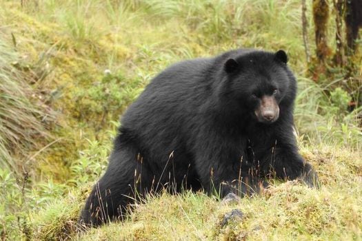 Los osos andinos son considerados una especie sombrilla en el ecosistema.  / Fotografía Ángela Parra