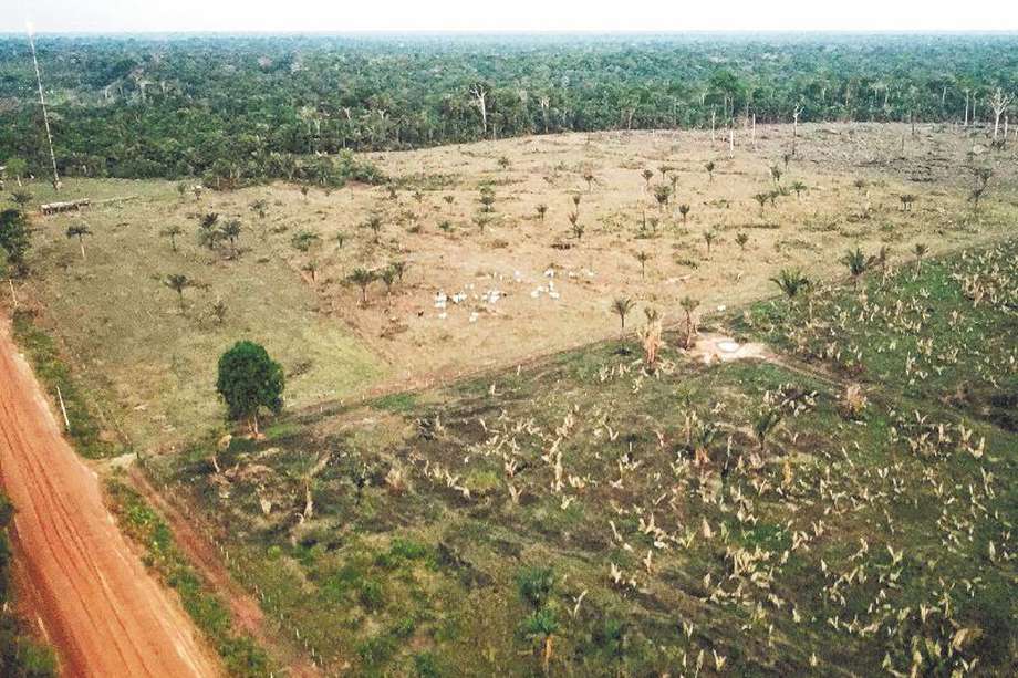 La amazonia colombian sigue sufriendo una alta tasa de deforestación. 