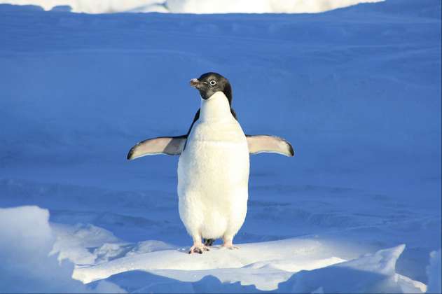 Hasta los pingüinos se resguardan del frío extremo que azota Canadá
