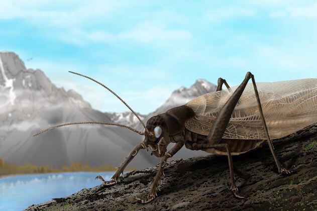 Este insecto fue visto por última vez en 1869, pero ha vuelto “cantar”