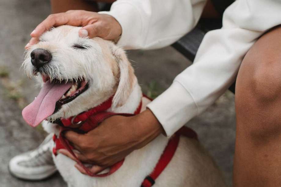 El lamido es una estrategia que tienen los perros para expresarse y es una parte natural de su naturaleza canina. 