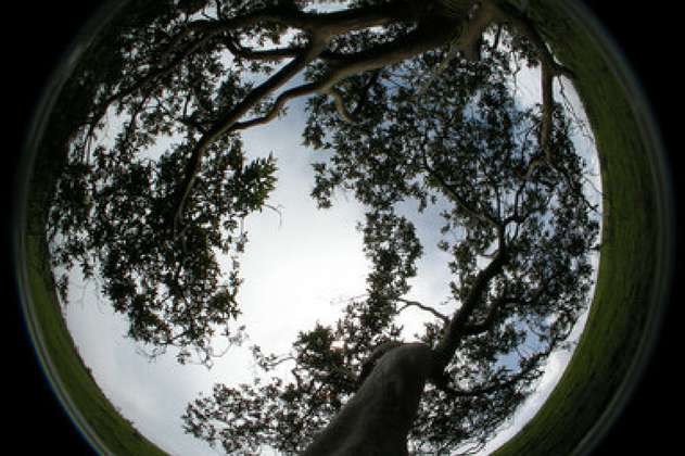 Colombianos describen la estrategia de los árboles tropicales para capturar luz