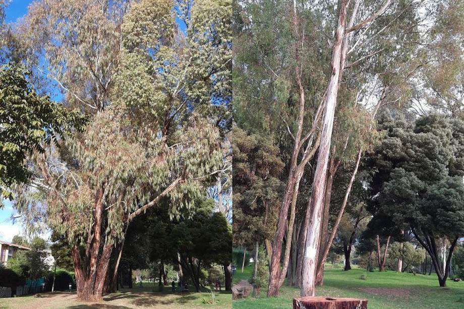 El antes y el ahora del eucalipto mayor del bosque urbano del barrio Santa Helena, recién talado por orden de la Secretaría de Medio Ambiente de Bogotá.