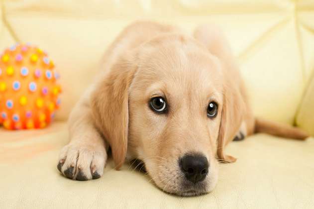Los perros reflejan el nivel de estrés de sus dueños, según estudio