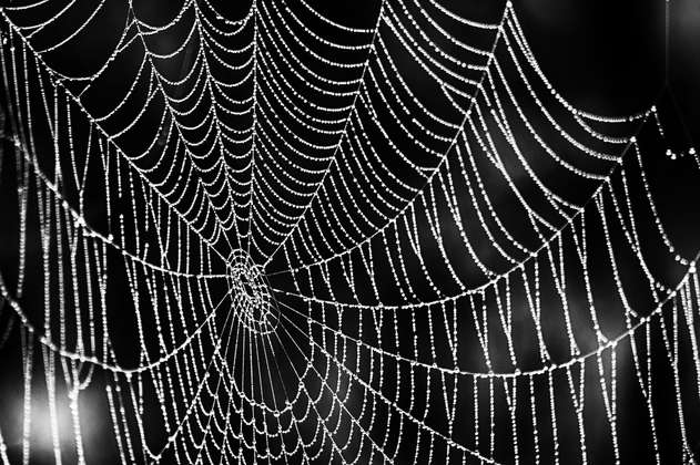 Ya hay 50.000 especies de arañas descritas por la ciencia (podrían ser 50.000 más)