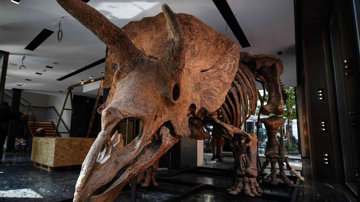 Pese a oposición de científicos, subastan fósiles del dinosaurio  triceratops más grande conocido | EL ESPECTADOR