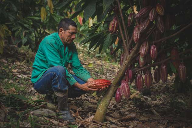 Cacao, un fruto que da esperanza en Necoclí
