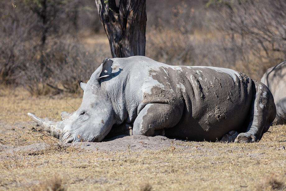 Rinoceronte blanco ("Ceratotherium simum").