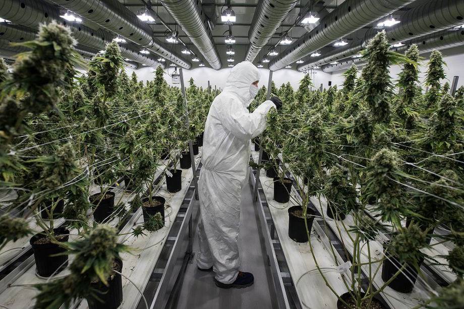 En Colombia y el resto del mundo aumenta el cultivo de cannabis medicinal para uso terapéutico.