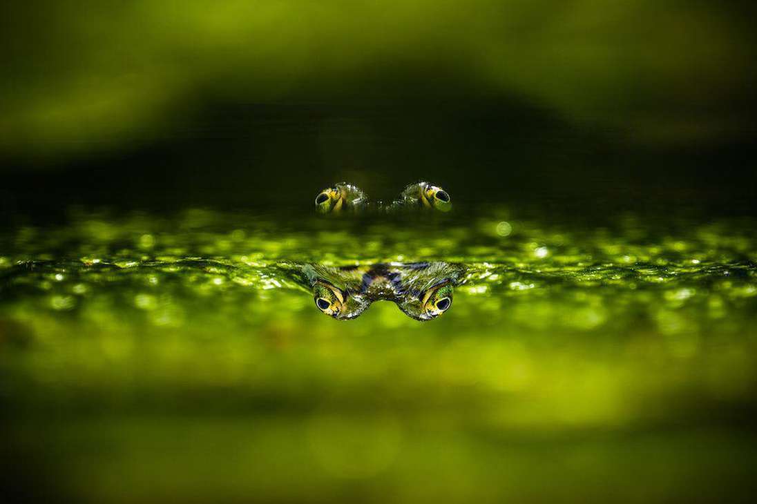 Se ve mejor con cuatro ojos. (Finalista). "Esta fotografía fue tomada en un estanque cerca de Ladenburg, Alemania. Fue tomada desde un ángulo bajo para que el reflejo de los ojos de la rana sea apenas visible. Entonces decidí darle la vuelta para confundir al espectador y animarle a mirar más de cerca".