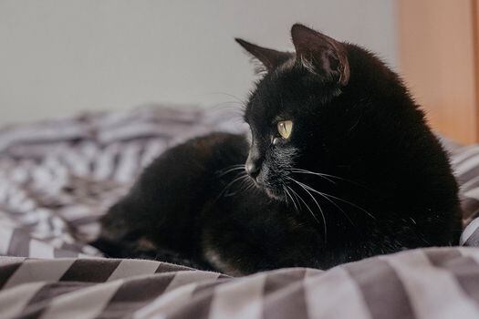 ¿Por qué adoptar un gato negro en tu hogar?
