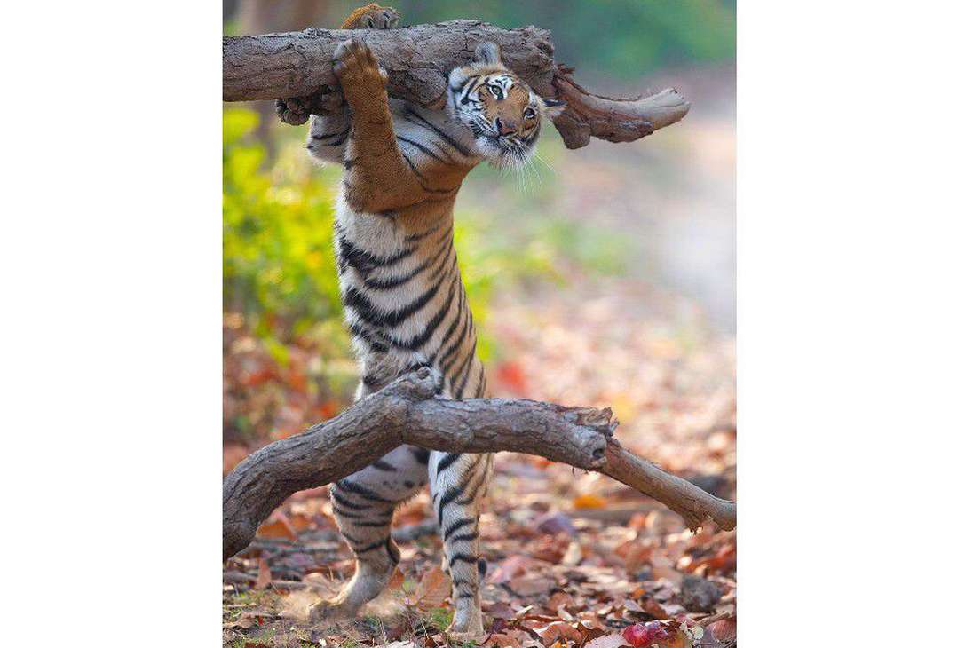 Esta tigresa se ha puesto de pie sobre las patas traseras para poder rascarse la cara con un tronco. Pero, parece como si lo llevara sobre sus hombros.