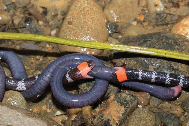 El particular video de dos serpientes luchando por su presa grabado en Colombia