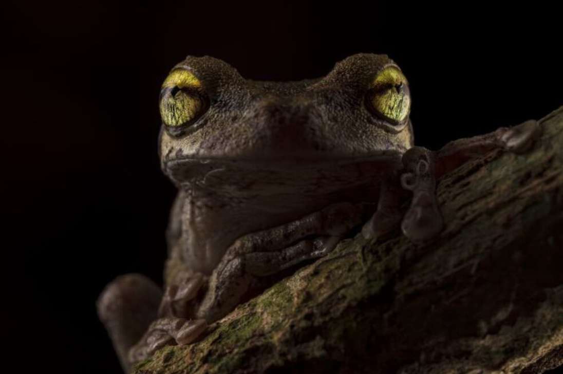 Como dos faros en la oscuridad, los llamativos ojos de una rana arborícola de Helena (Osteocephalus helenae) parecen brillar en la oscuridad de la noche.