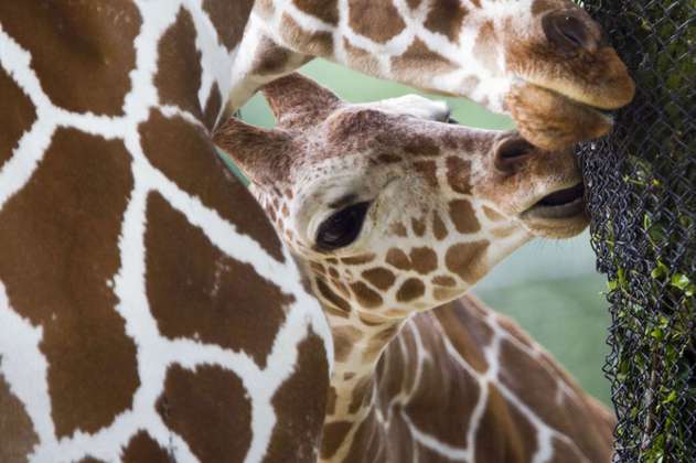 La supervivencia de los bebés jirafa puede depender del tamaño y la forma de sus manchas