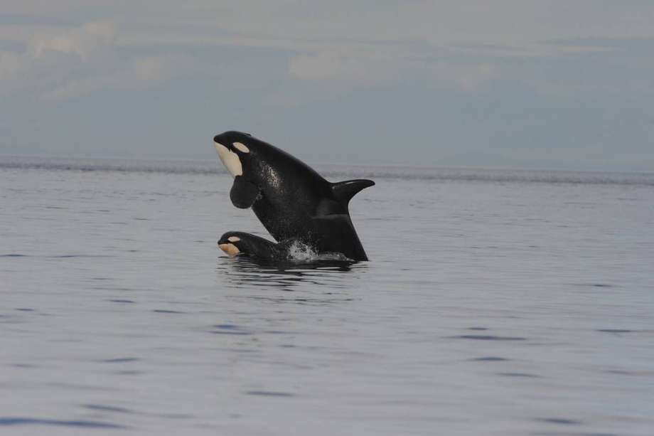 Imagen de referencia. Las orcas son una de las especies de ballenas dentadas que tienen menopausia. 