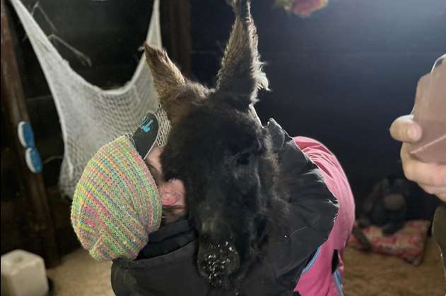 Tiptoe: el burro que apoya a personas de la tercera edad y animales ciegos