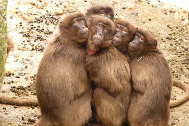Alrededor de 50 primates se fugaron de sus jaulas en el zoológico de París