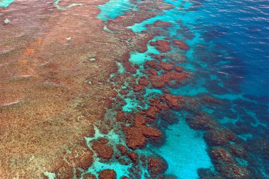 La principal causa del blanqueamiento de los corales es el aumento de la temperatura del mar. 
