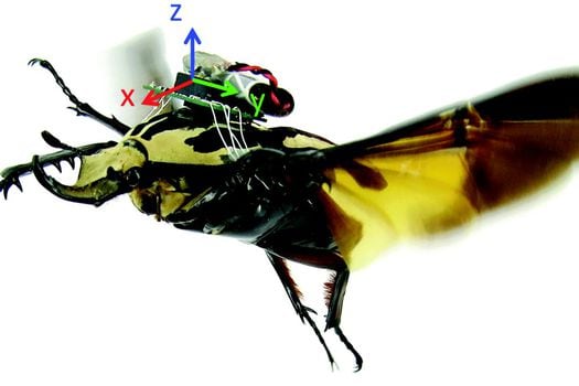 Descripción general de un escarabajo al que le han insertado los circuitos de control de vuelo.  / www.liebertpub.com
