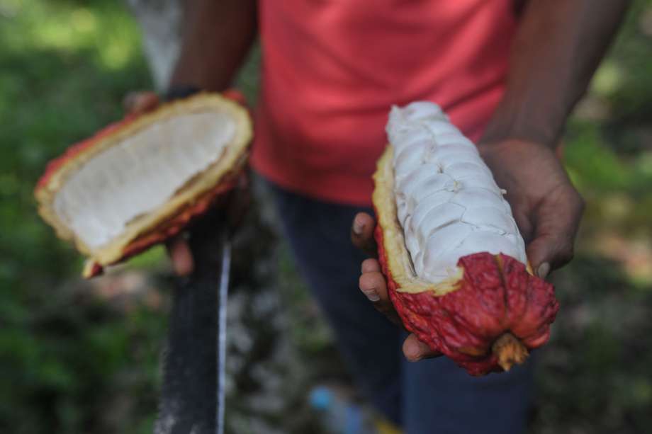 Cultivador de cacao en Tumaco