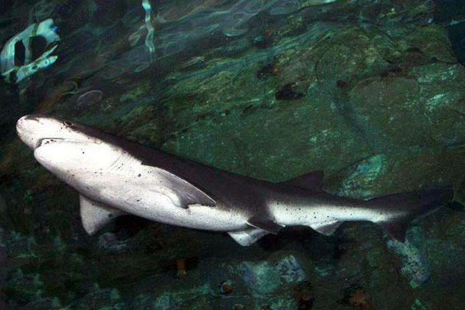 Tiburón "Notorynchus cepedianus".