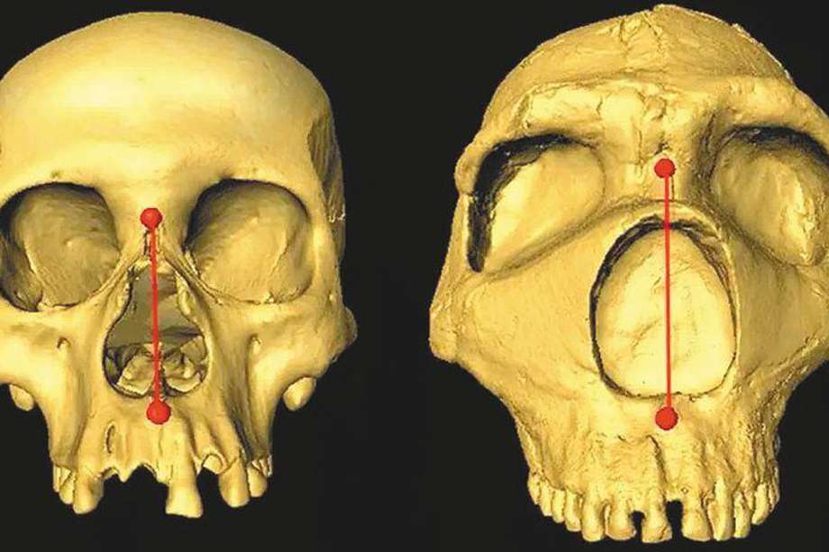 Comparación entre un cráneo humano moderno (izquierda) y un cráneo neandertal (derecha).