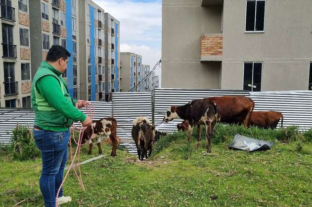 Rescatan a cuatro bovinos que se encontraban en pésimas condiciones en Bogotá