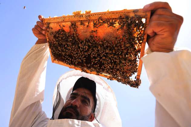Abejas de Irak luchan contra la sequía para producir su miel