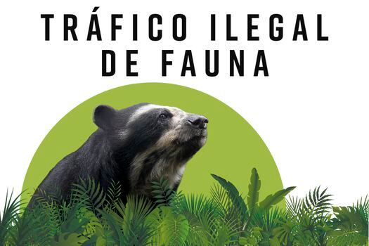 Este es el escenario del tráfico de fauna en Colombia.
