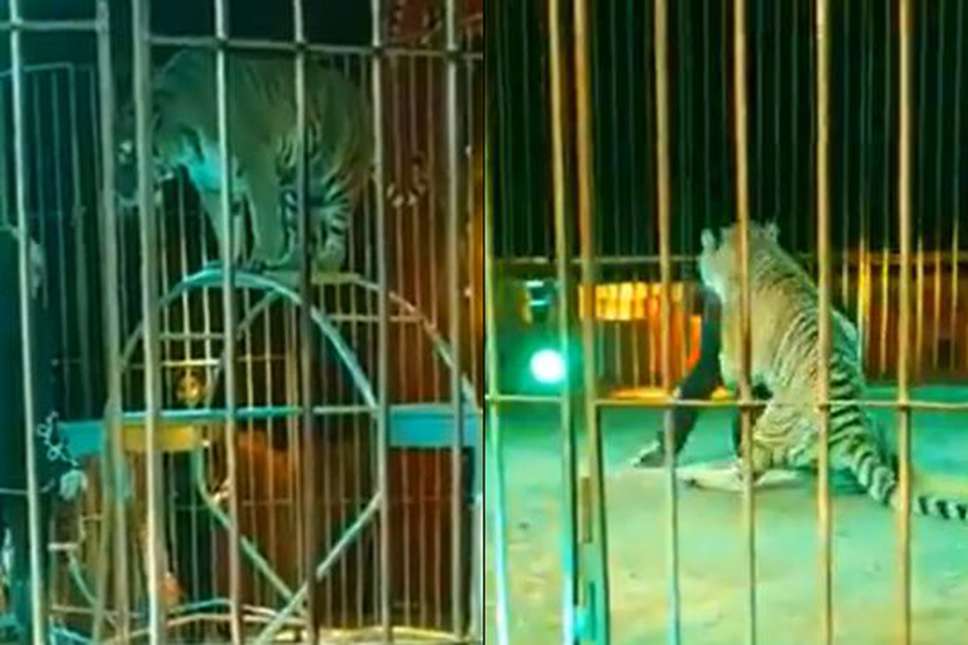 Tigre atacó a su domador durante un show de circo en Italia, ¿qué pasó? |  Noticias hoy | EL ESPECTADOR