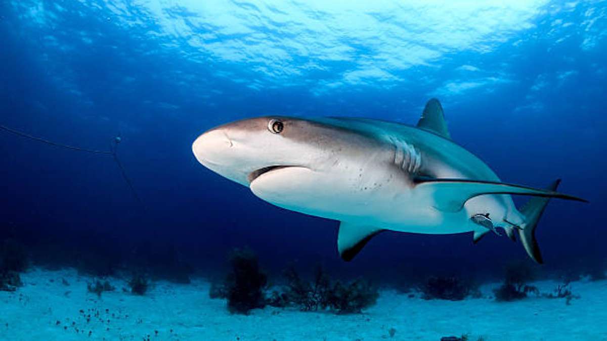 Gli antichi squali furono probabilmente i primi a riconoscere il sapore amaro