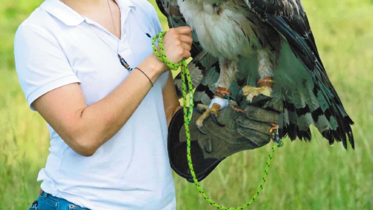 La colombiana que busca proteger al águila real de montaña | EL ESPECTADOR