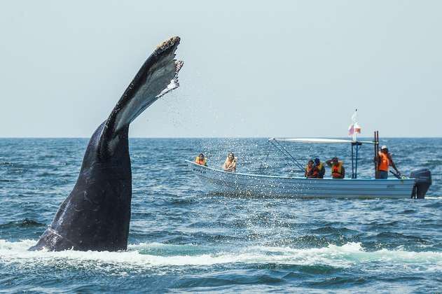5 razones para no perderse el avistamiento de ballenas en Riviera Nayarit