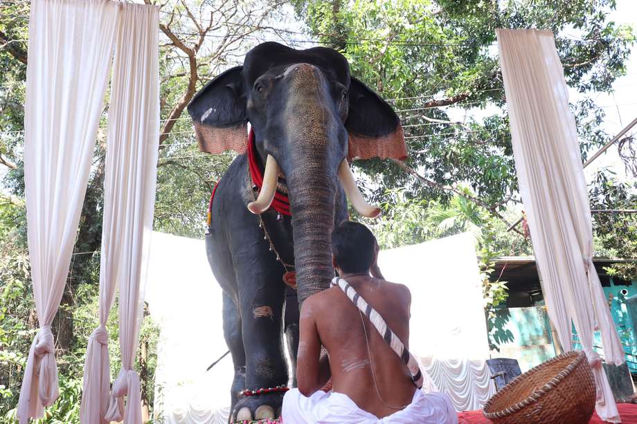 El elefante robot, llamado Irinjadappilly Raman, pesa 800 kilogramos. 