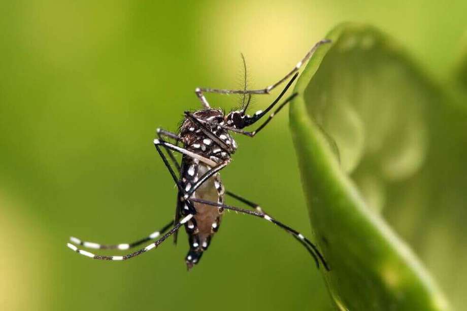 Imagen del "Aedes Aegypti, el mosquito que transmite el dengue". 