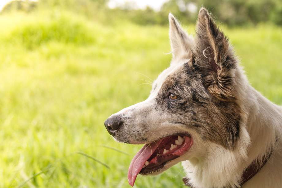 Los caninos pueden ser portadores de parásitos, hongos, bacterias y virus. 
