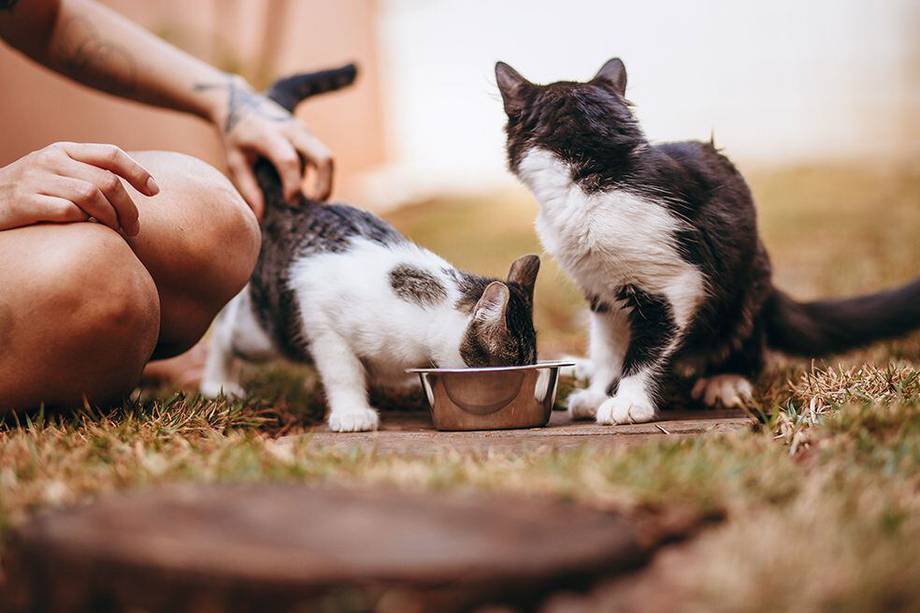 Elegir bien la comida para gatos es uno de los hábitos que alargarán su vida