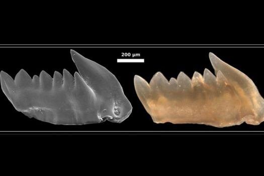 Estos son los dientes de los primeros depredadores.  / Fau /Bryan Shirley