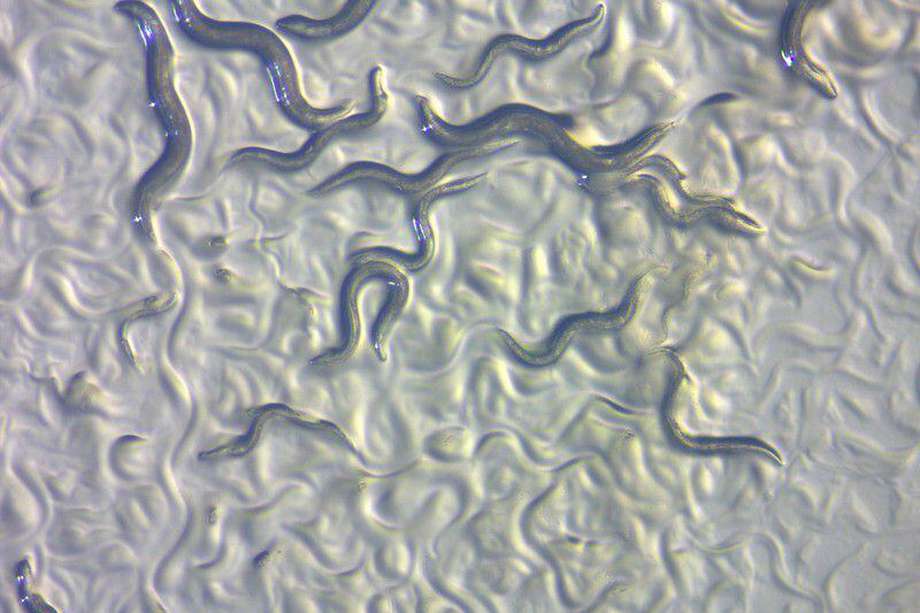 Imagen de los "Caenorhabditis elegans".