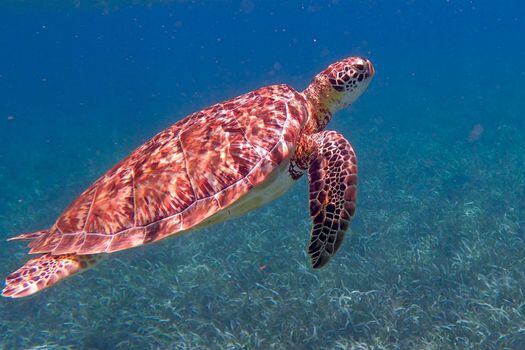 La tortuga carey en peligro de extinción, los manatíes y seis especies amenazadas de tiburón viven en el arrecife de coral de Bélice.   / Pixabay.