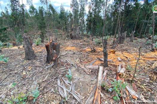 Área deforestada de la sabana por la red criminal.