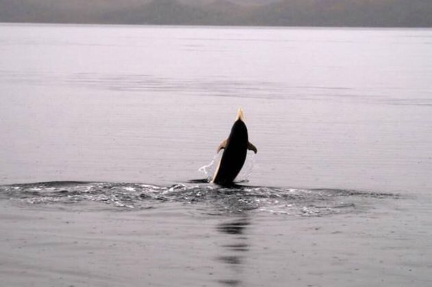 Por primera vez logran fotografiar al exótico delfín liso en aguas del Estrecho de Magallanes