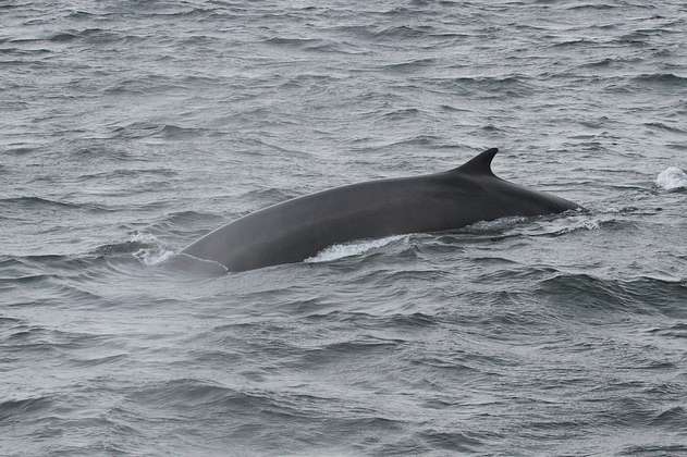 Islandia suspende su polémica caza anual de ballenas
