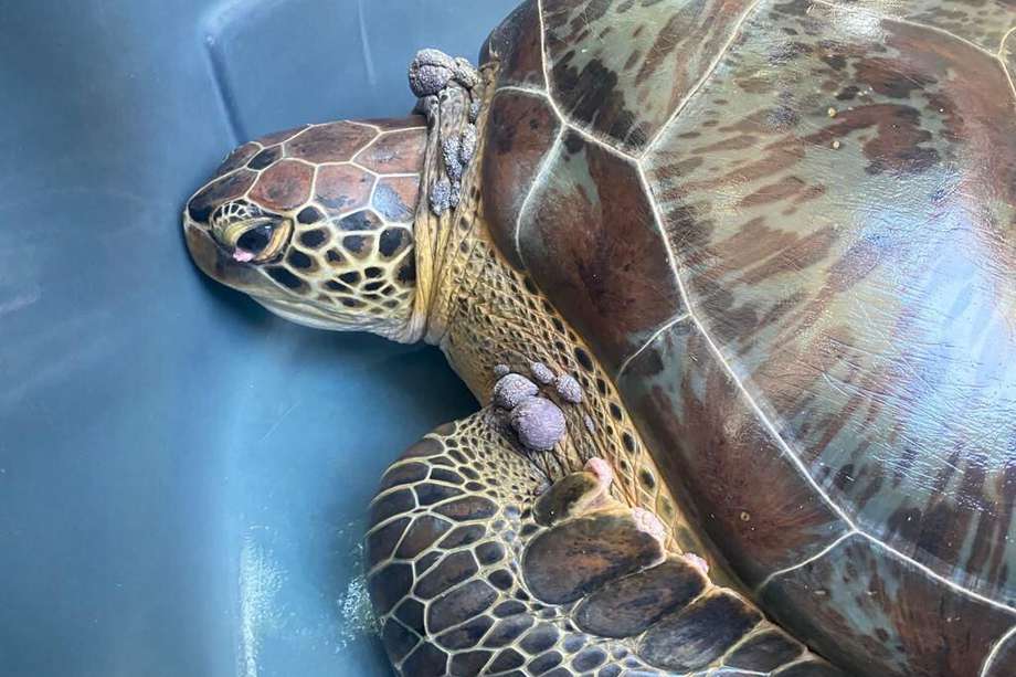Nuevo individuo de tortuga verde con tumores por el virus del fibropapiloma que llegó al Centro de Rescate de Fauna Marina. 