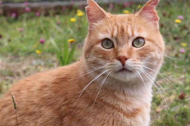 ¿Qué pasa si un gato con leucemia felina o VIF me muerde o lame?