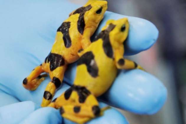 Congelan espermatozoides de la rana dorada en Panamá para evitar su extinción
