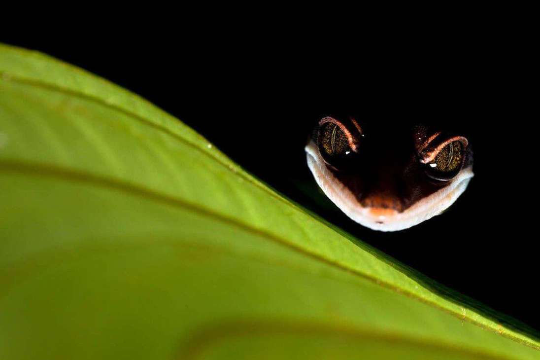 Este lagarto de la especie Gecko,  tomada por Bernhard Schubert fue subcampeón de la categoría "Otros Animales".